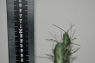 Plante. Cactus en plastique N°05 – Image 2