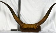 Trophée N°14