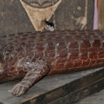 Crocodile N°05