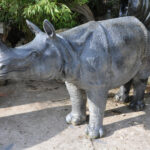 Rhinoceros
