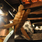 Tortue