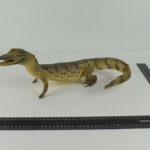 Crocodile N°06