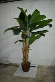 Plante. Bananier en plastique – Image 4