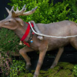 Cerf
