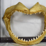 Trophée N°48 Mâchoire de Requin