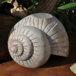 Bois flotté N°10 escargot