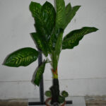 Plante N°06