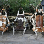 Fauteuils Sénégalais N°01
