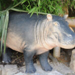 Hippopotame