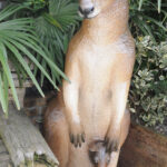 Kangourou