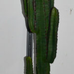 Plante. Cactus en plastique N°01