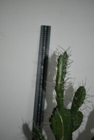 Plante. Cactus en plastique N°05 – Image 4