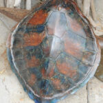Carapace de tortue