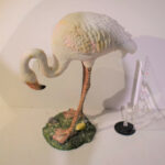 Flamand rose N°02