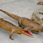 Crocodile N°02