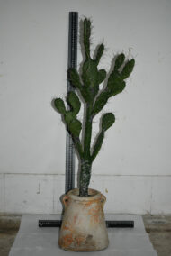Plante. Cactus en plastique N°05 – Image 3