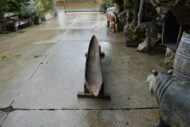 Pirogue N°16 – Image 2