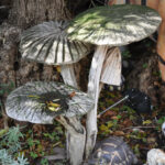 Bois flottés N°15 champignons