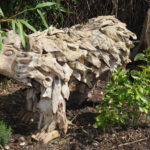 Bois flotté N°27 loup
