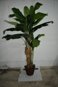 Plante. Bananier en plastique – Image 2