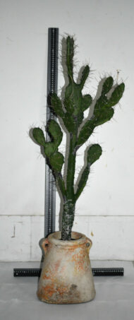 Plante. Cactus en plastique N°05