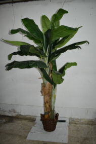 Plante. Bananier en plastique – Image 3