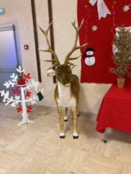Rennes en peluche. – Image 3