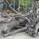 Bois flottés troncs d'arbres