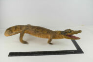 Crocodile N°06 – Image 3