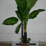 Plante. Bananier en plastique