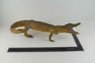 Crocodile N°06 – Image 4