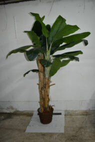 Plante. Bananier en plastique – Image 5